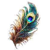 Peacock Feather