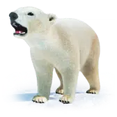 Polar Bear