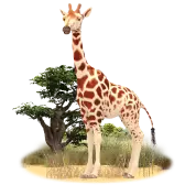 Giraffe