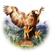 Romanian falcon