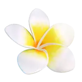 Frangipani