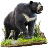 Black Bear
