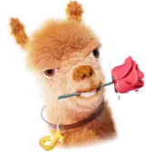 Llama Greetings