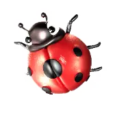 Ladybug