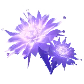 Moonlight flower
